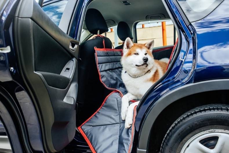 Перевозка собак в машине: общие правила, адаптация, устройства