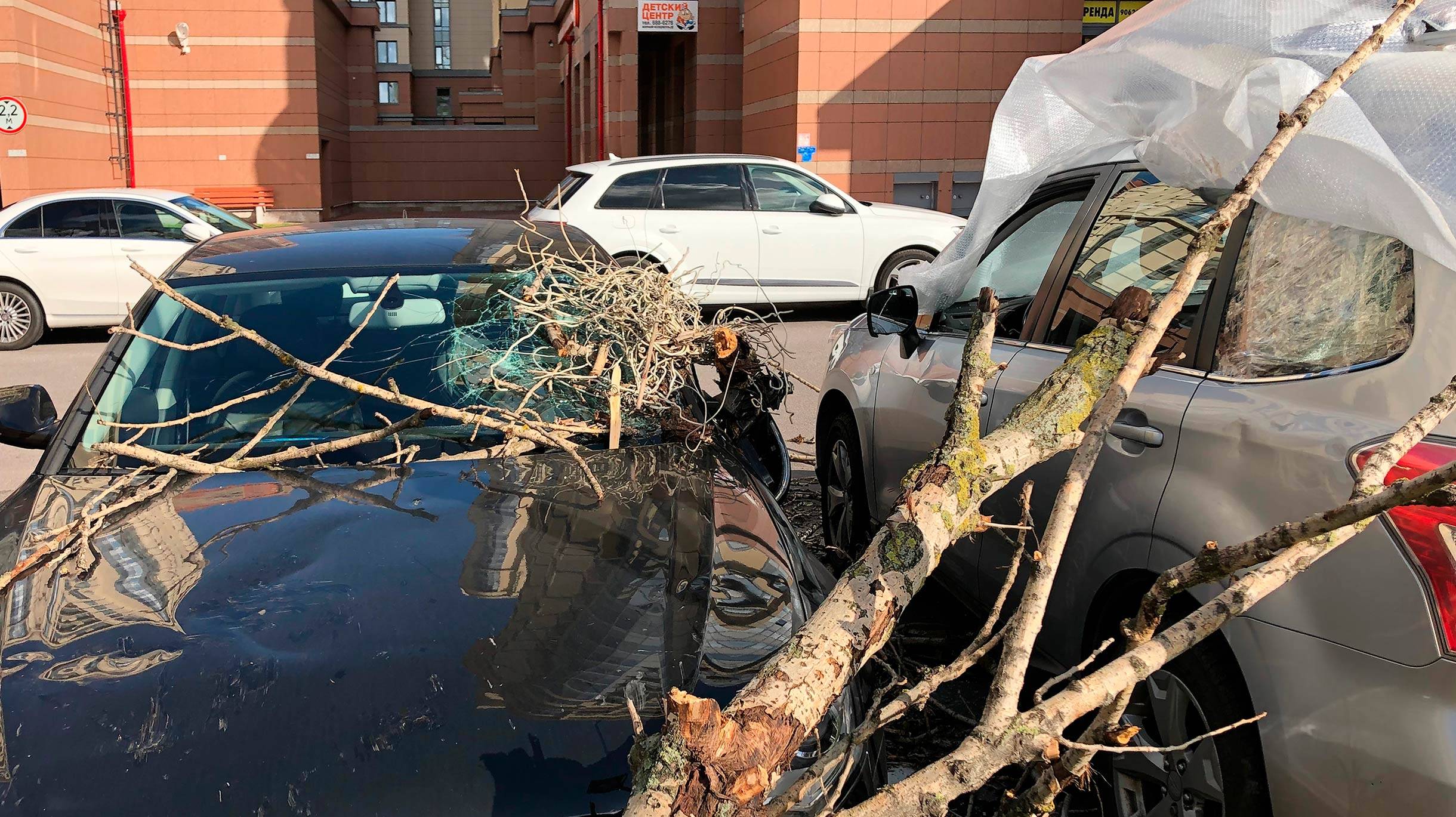 Что делать, если на машину упало дерево при сильном ветре (осаго)
