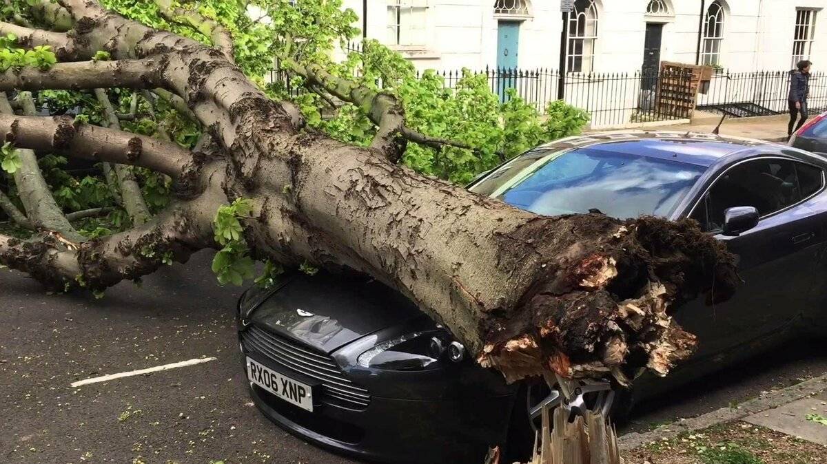 Куда обращаться, если на машину упало дерево