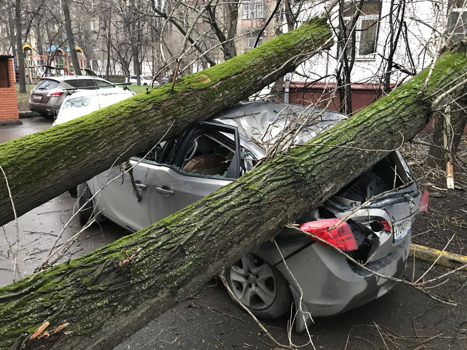 Упало дерево на машину - что делать? ответ