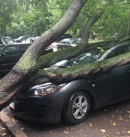 На машину упало дерево: что делать, кто возместит царапины от веток