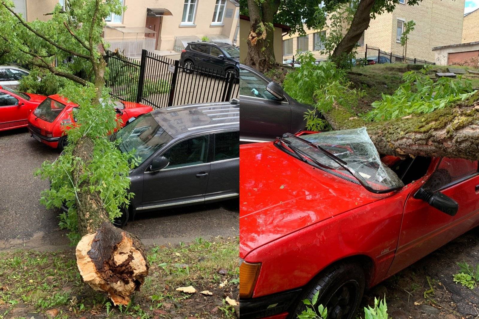 Что делать если на машину упало дерево а страховки нет