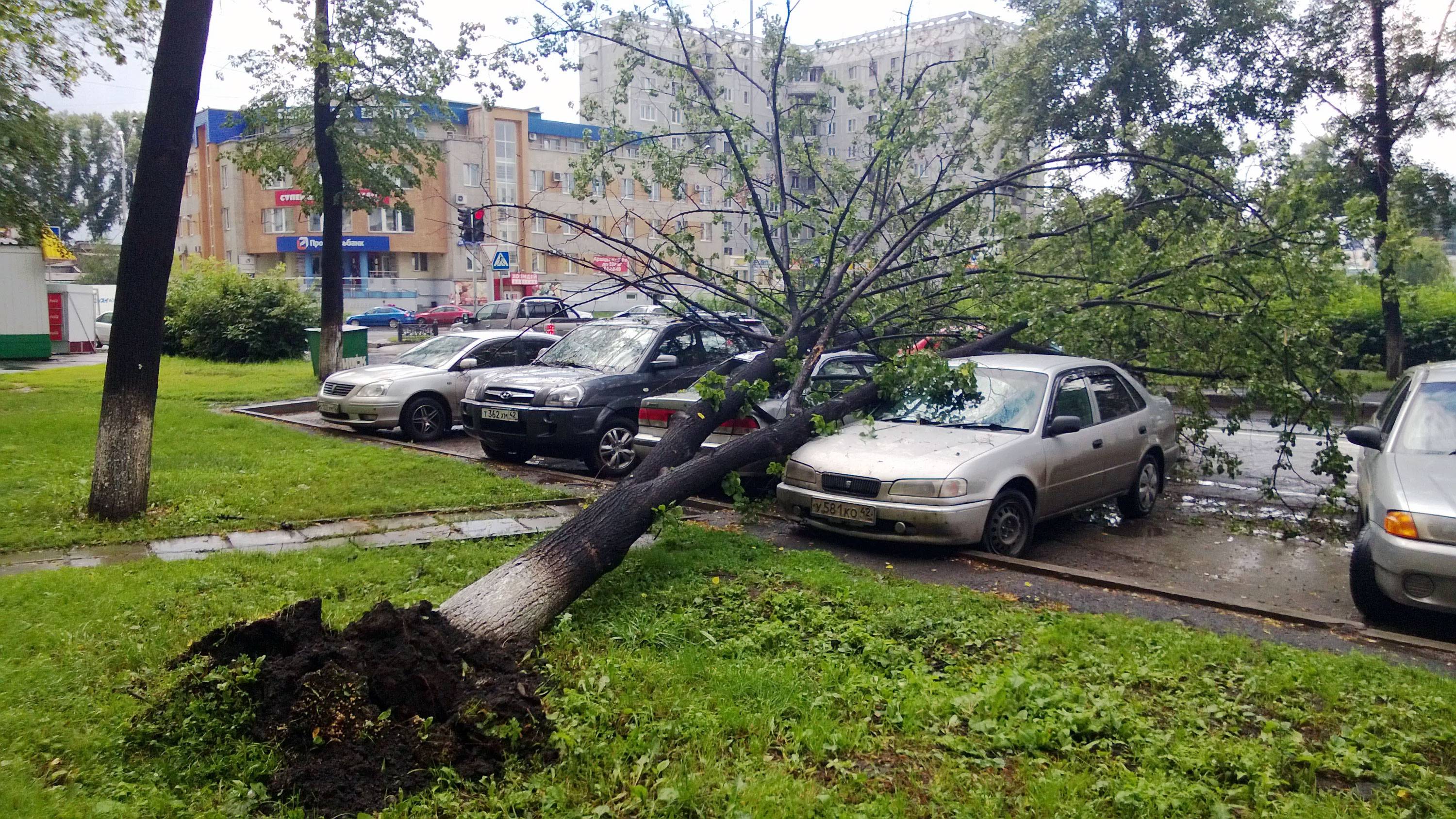 На машину упало дерево: кто платит? (позиция верховного суда) » 1gai.ru - советы и технологии, автомобили, новости, статьи, фотографии