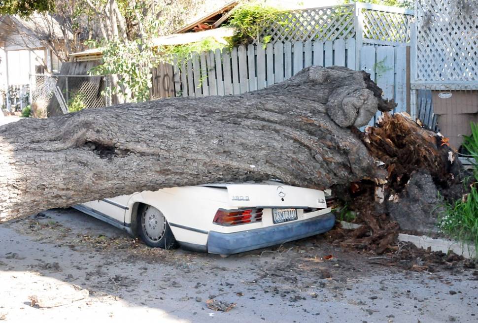 Куда обращаться, если на машину упало дерево
