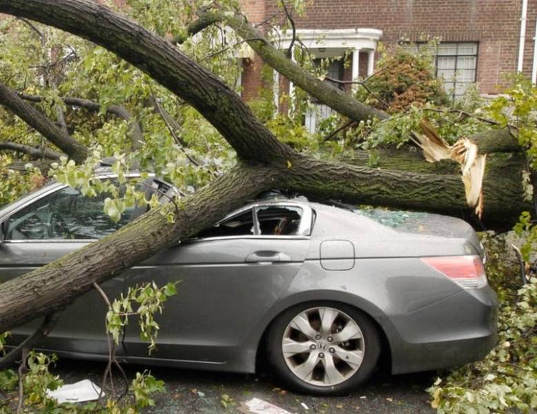 Падение дерева на автомобиль: подробная инструкция