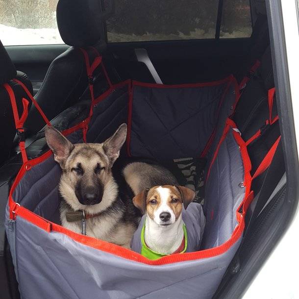 Перевозка собаки в машине: правила и приспособления
