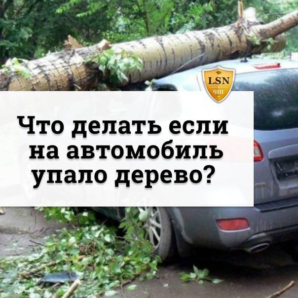Куда обращаться, если дерево упало на машину?