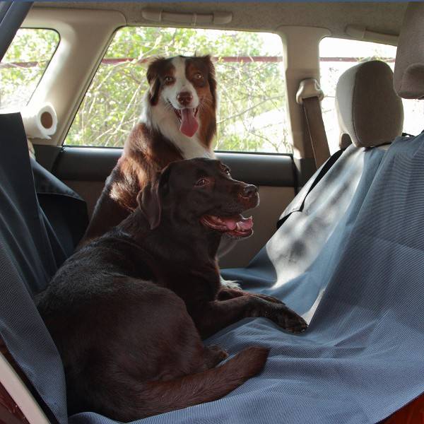 Правила перевозки собак в автомобиле | ваши питомцы