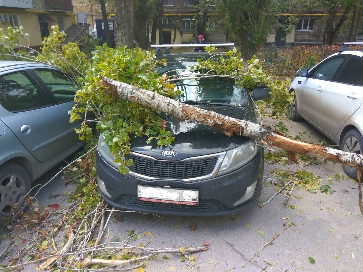 Дерево упало на машину: что делать, судебная практика