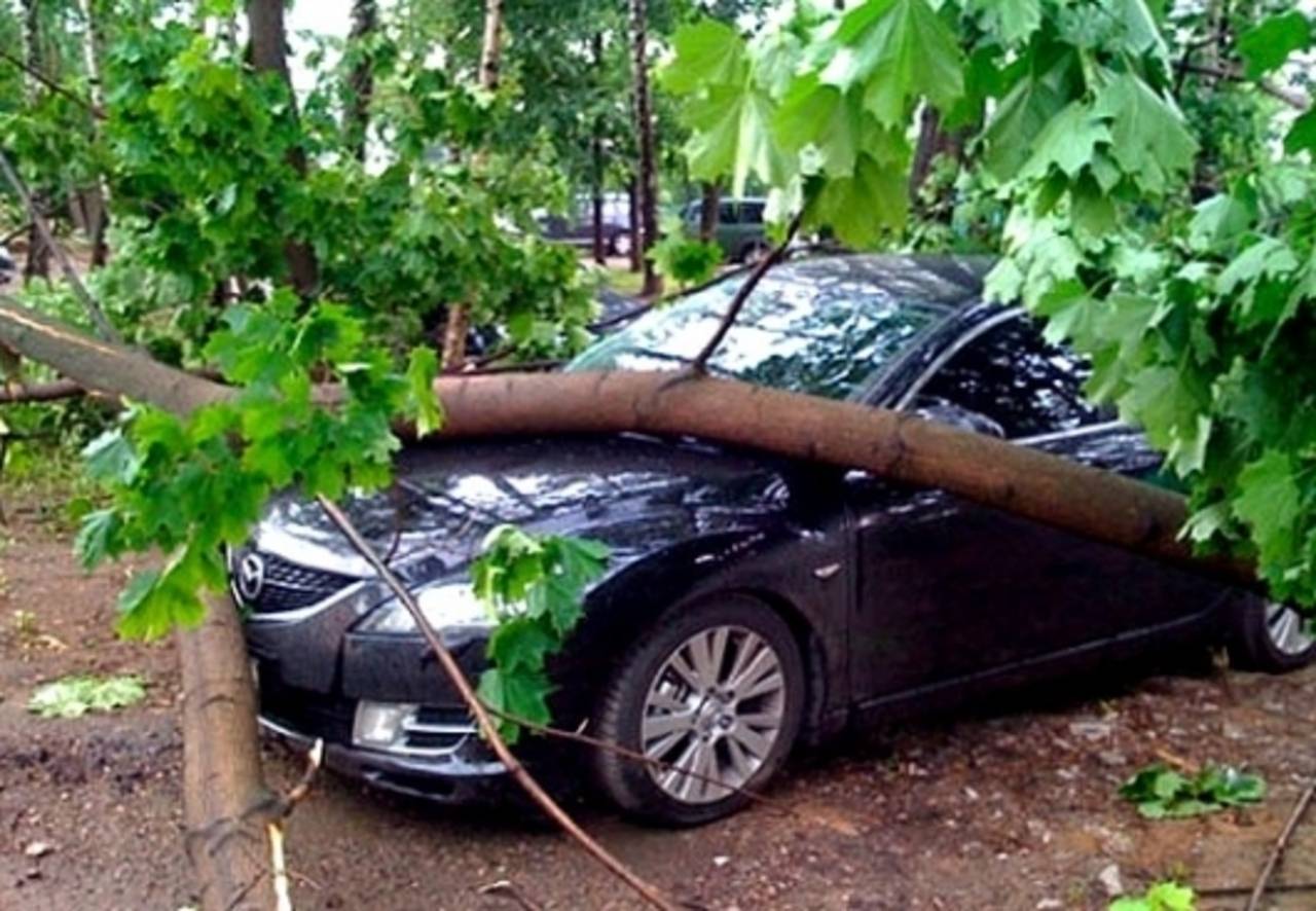 Упало дерево на машину: что делать, куда обращаться, кто виноват, судебная практика