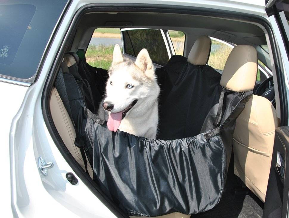 Как перевозить щенка в машине - hidogs.ru - фото и описания пород