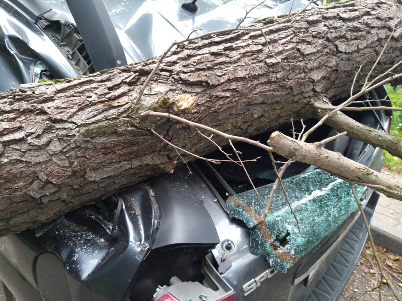 На машину упало дерево что делать, практический опыт | autozona54